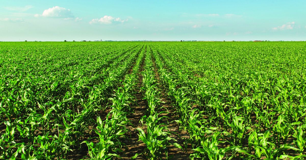 Cutting a Straight Line – Gospel Mission of South America